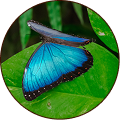 Plains Blue Royal